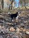 Border Collie Puppies for sale in Billings, MT, USA. price: NA