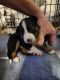 Border Collie Puppies for sale in Atwater, OH 44201, USA. price: NA