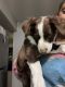 Border Collie Puppies for sale in Colton, CA, USA. price: $900