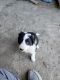Border Collie Puppies for sale in Rock Springs, WY 82901, USA. price: $200