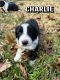 Border Collie Puppies for sale in Shelbyville, Kentucky. price: NA