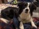Border Collie Puppies for sale in White City, OR 97503, USA. price: $800