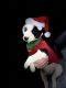 Border Collie Puppies for sale in Rogersville, Tennessee. price: $400