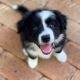 Border Collie Puppies for sale in East Boston, Massachusetts. price: $550
