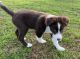 Border Collie Puppies for sale in Folsom, California. price: $900