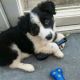 Border Collie Puppies for sale in Manchester, New Hampshire. price: $550