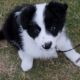 Border Collie Puppies for sale in Dallas, Texas. price: $550