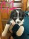 Border Collie Puppies for sale in Pauls Valley, Oklahoma. price: $150
