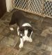 Border Collie Puppies for sale in Blue Rapids, Kansas. price: NA
