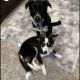 Border Collie Puppies for sale in Waxahachie, Texas. price: $400