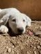 Border Collie Puppies for sale in Sahuarita, AZ, USA. price: $50