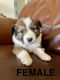 Border Collie Puppies for sale in Tucson, Arizona. price: $500