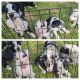 Border Collie Puppies for sale in Beenleigh, Queensland. price: $250