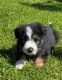 Border Collie Puppies for sale in 6401 Bluebonnet Blvd, Baton Rouge, LA 70836, USA. price: $750