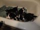 Border Collie Puppies for sale in Cascade Locks, Oregon. price: $320