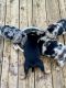 Border Collie Puppies for sale in Smithville, Texas. price: NA