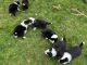 Border Collie Puppies