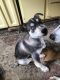 Border Collie Puppies for sale in Portland, Oregon. price: $100