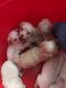 Border Collie Puppies for sale in Sacramento, California. price: $300