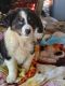 Border Collie Puppies for sale in Rhome, Texas. price: $250