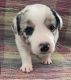 Border Collie Puppies for sale in Minneapolis, Minnesota. price: $700