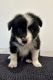 Border Collie Puppies for sale in Sunshine Coast, Queensland. price: $2,200