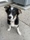 Border Collie Puppies for sale in Kimberly, Idaho. price: $600