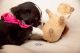 Border Collie Puppies for sale in Albemarle, NC, USA. price: NA