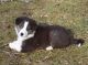 Border Collie Puppies for sale in Hermitage, PA, USA. price: NA
