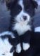 Border Collie Puppies for sale in Rochester, NY, USA. price: NA