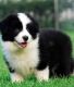 Border Collie Puppies for sale in Anaheim, CA, USA. price: NA