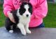 Border Collie Puppies for sale in San Diego, CA, USA. price: NA