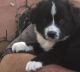 Border Collie Puppies for sale in Banning, CA, USA. price: NA