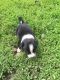Border Collie Puppies for sale in Overland Park, KS, USA. price: NA