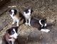 Border Collie Puppies for sale in Lewistown, PA 17044, USA. price: NA