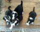 Border Collie Puppies for sale in East Wenatchee, WA 98802, USA. price: NA