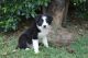 Border Collie Puppies for sale in Center, TX 75935, USA. price: $500