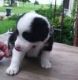 Border Collie Puppies for sale in Bryant, IN 47326, USA. price: NA