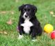 Border Collie Puppies for sale in Syracuse, NY, USA. price: $300