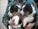 Border Collie Puppies for sale in Gresham, OR, USA. price: NA