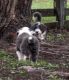 Border Collie Puppies for sale in Tampa, FL, USA. price: NA