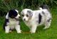 Border Collie Puppies for sale in Arden, DE 19810, USA. price: NA