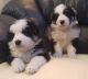 Border Collie Puppies for sale in Burbank, CA, USA. price: NA