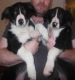 Border Collie Puppies for sale in Phoenix, AZ, USA. price: $200