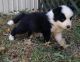 Border Collie Puppies for sale in Colorado Springs, CO, USA. price: NA