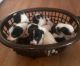 Border Collie Puppies for sale in South Miami, FL, USA. price: NA