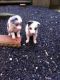 Border Collie Puppies for sale in Bismarck, ND, USA. price: $250