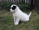 Border Collie Puppies for sale in Stamford, CT, USA. price: $300