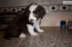 Border Collie Puppies for sale in Philadelphia, PA, USA. price: NA
