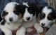 Border Collie Puppies for sale in Fresno, CA, USA. price: NA